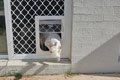 Inside view of small doggy door